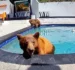 Una piscina, una familia de osos y una convivencia insólita